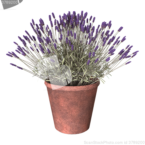 Image of Lavender Pot on White