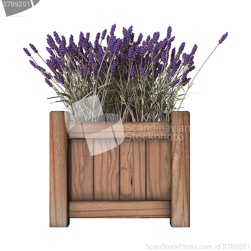 Image of Lavender Planter on White