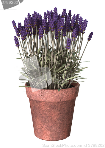Image of Lavender Pot on White