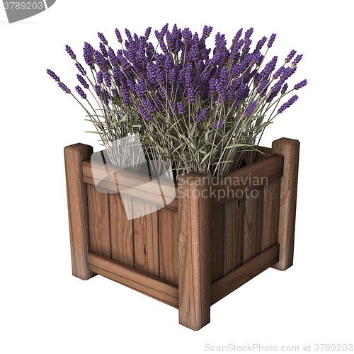 Image of Lavender Planter on White