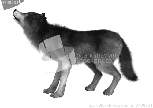 Image of Wild Wolf on White