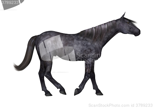 Image of Black Horse on White