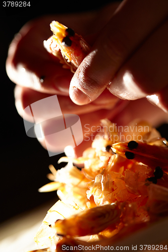 Image of Shrimp in hands. Vertical shot.