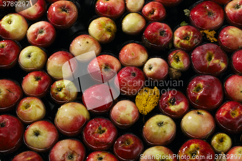 Image of Apples in water