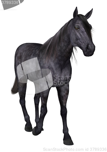 Image of Black Horse on White