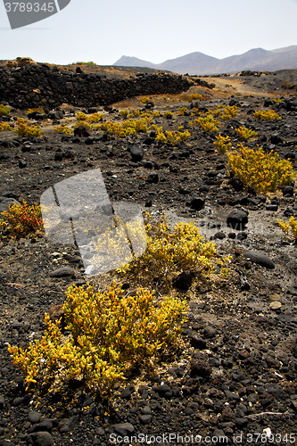 Image of plant flower  rock stone sky  hill and summer  lanzarote spain