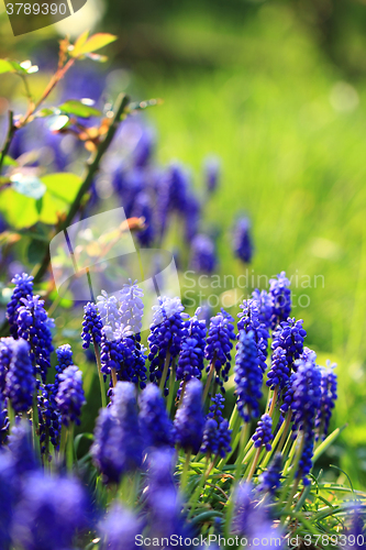 Image of blue grape hyacinth