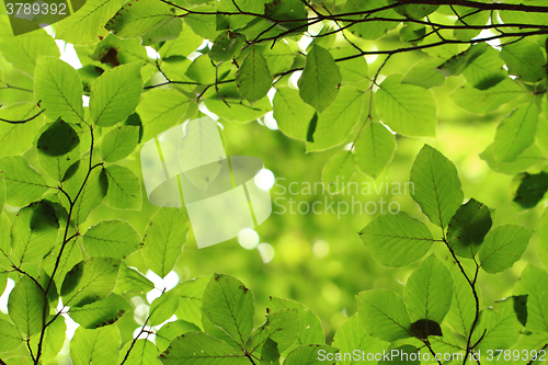 Image of beech leaf background