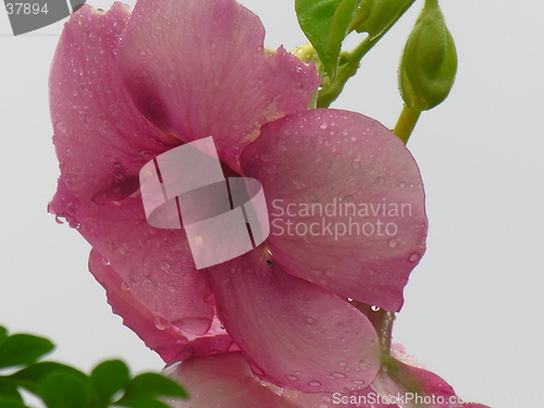 Image of pink watery flower