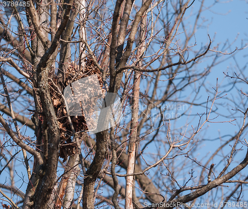 Image of Squirrel Nest