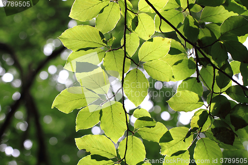 Image of beech leaf background