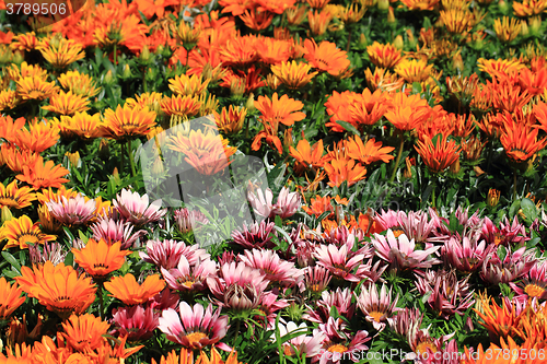 Image of color flowers background