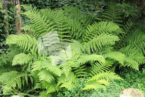 Image of green fern background