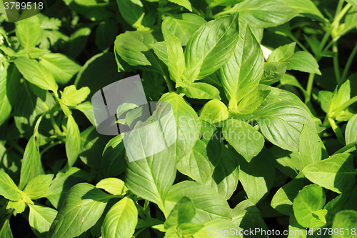 Image of basil plant background