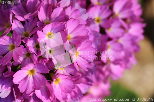 Image of violet flowers texture