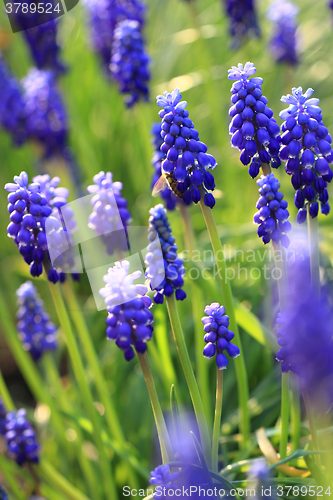 Image of blue grape hyacinth