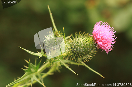 Image of nice green thistle 