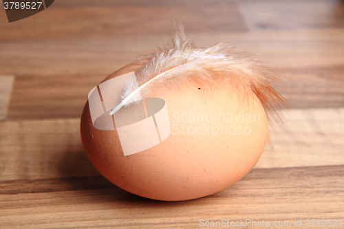 Image of egg from farm with chicken feather