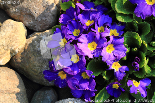 Image of violet flowers texture
