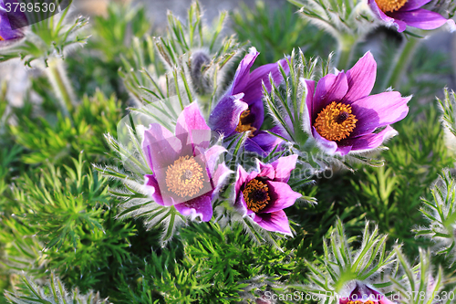 Image of flower of pasqueflower