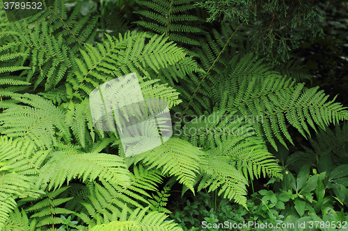 Image of green fern background