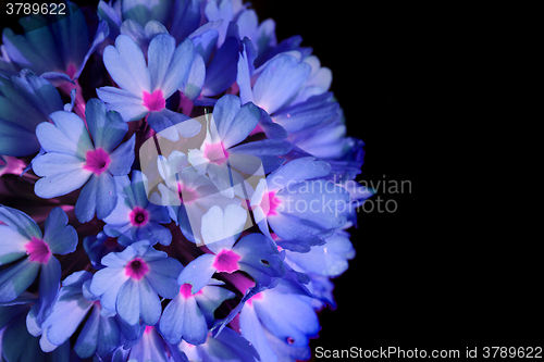 Image of violet flowers texture
