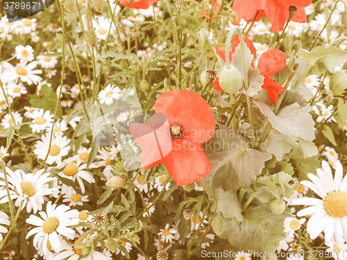 Image of Retro looking Papaver flower