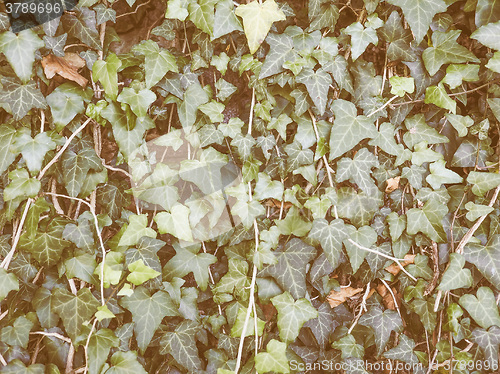 Image of Retro looking Green ivy background