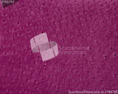 Image of ostrich leather surface