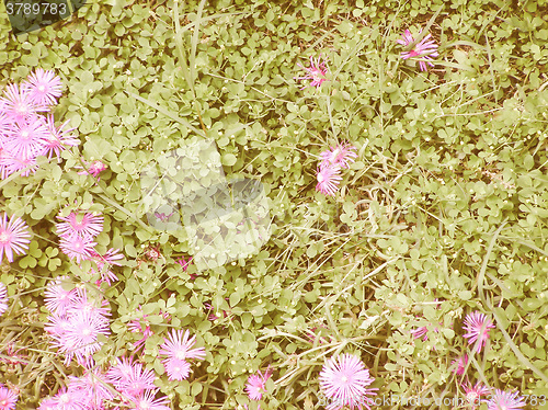 Image of Retro looking Grass meadow with flowers