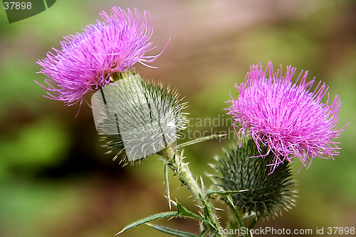 Image of flower burr