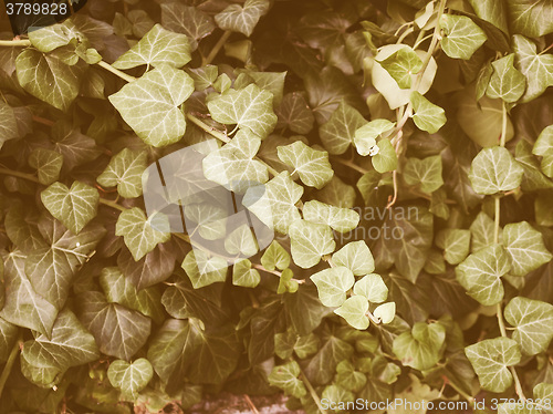 Image of Retro looking Ivy picture