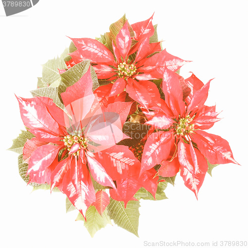 Image of Retro looking Poinsettia Christmas Star