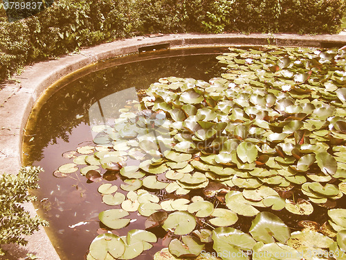 Image of Retro looking Water lily Nimphaea