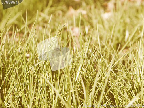 Image of Retro looking Meadow