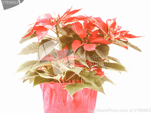 Image of Retro looking Poinsettia