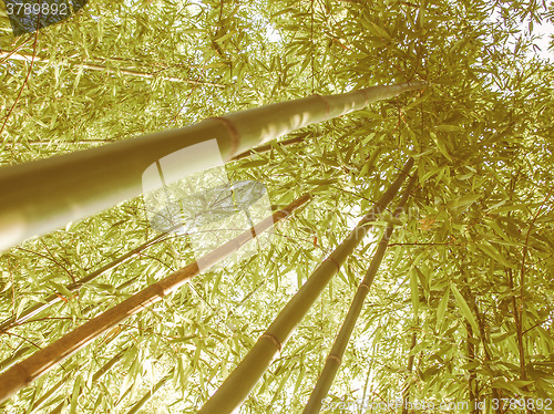 Image of Retro looking Bamboo plants