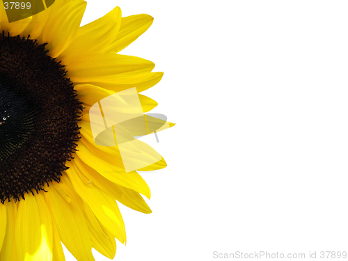 Image of Sunflower isolated