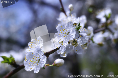 Image of Flowering trees in spring garden on a sunny day