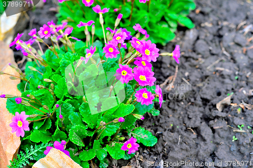 Image of Blooming purple primrose in a flowerbed in spring