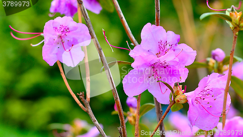 Image of Blooming tree in spring garden on a sunny day