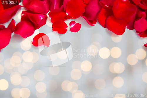 Image of close up of red rose petals with copyspace