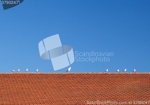Image of Birds on the tiled roof