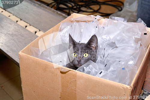 Image of Black cat sitting in a cardboard box including packing bags fact