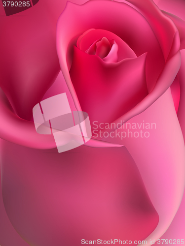 Image of Pink rose macro. EPS 10 