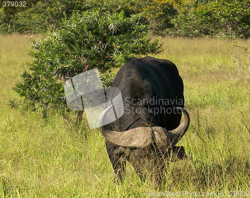 Image of buffalo  grazing