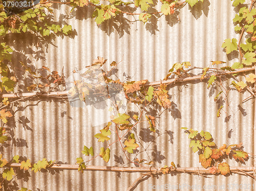 Image of Retro looking Vitis plant