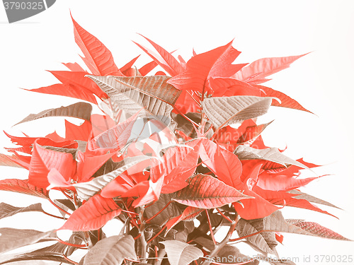 Image of Retro looking Poinsettia Christmas star