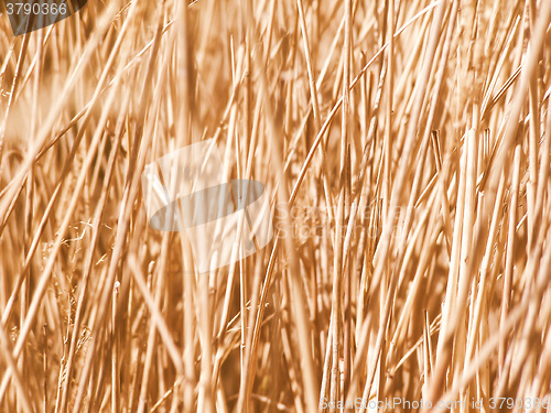 Image of Retro looking Grass meadow weed