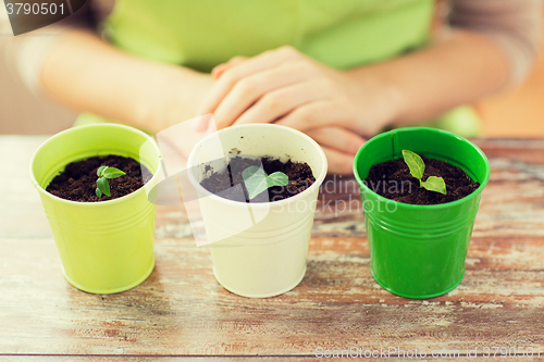 Image of close up of sprouts in pots and gardener or woman